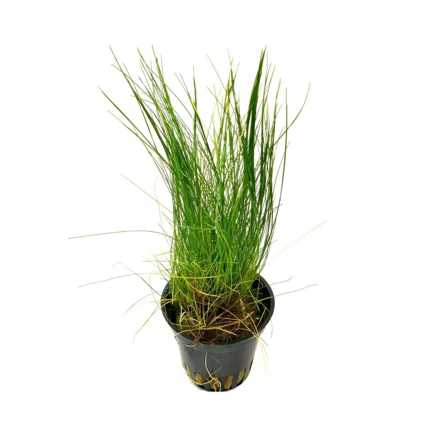 Eleocharis acicularis