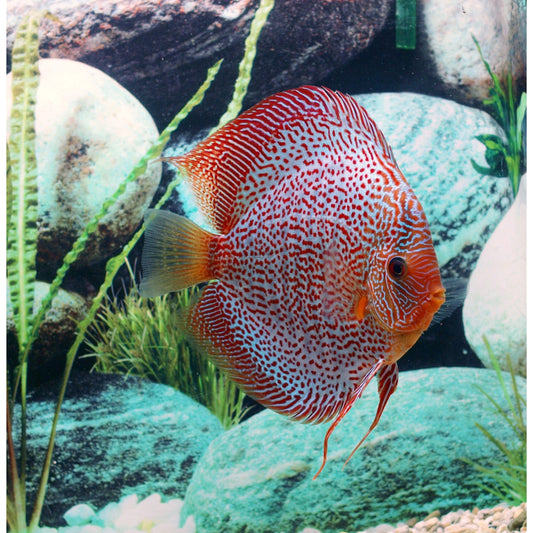 Symphysodon Discus Leopard Snakeskin