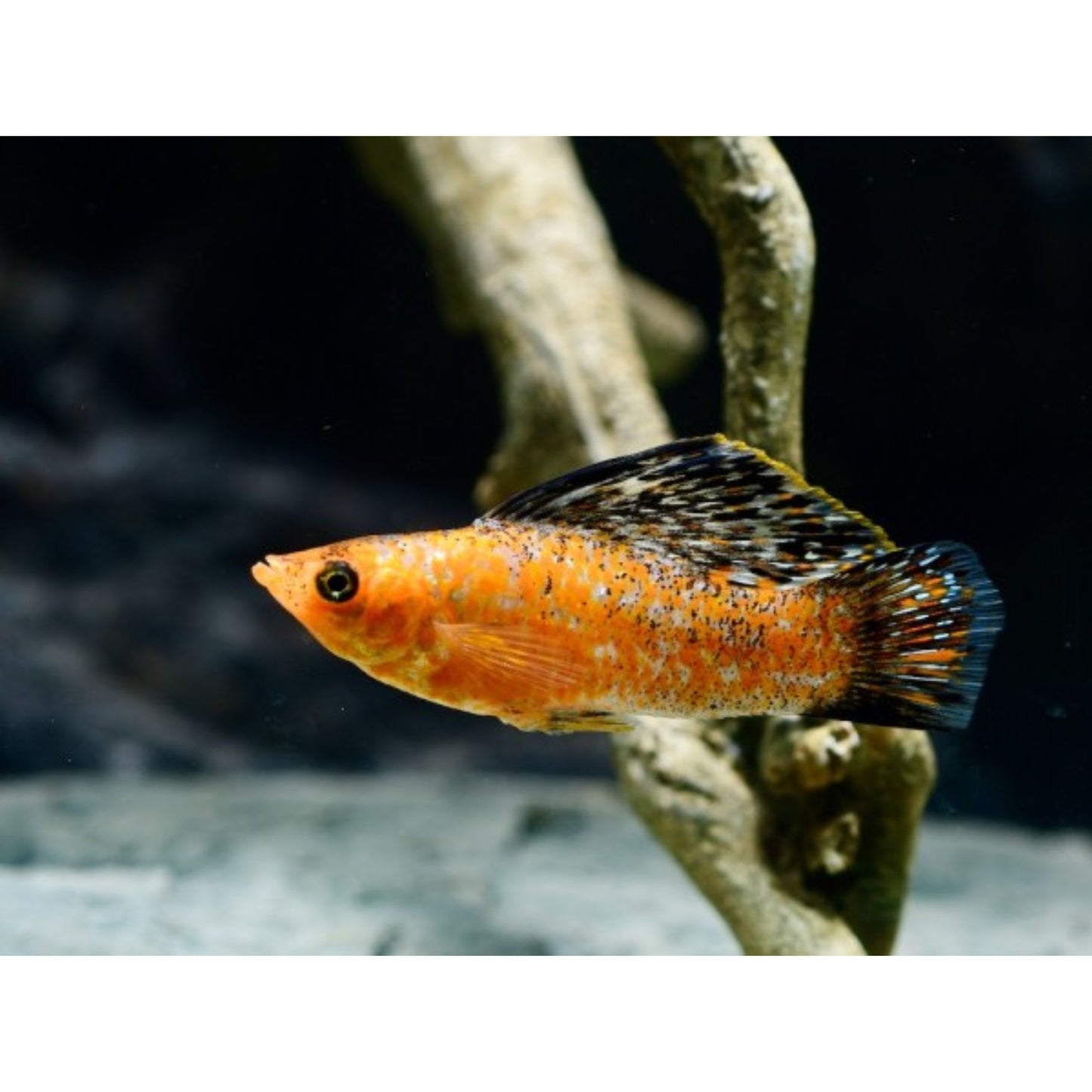 Poecilia latipinna (molly sailfin) Leopard