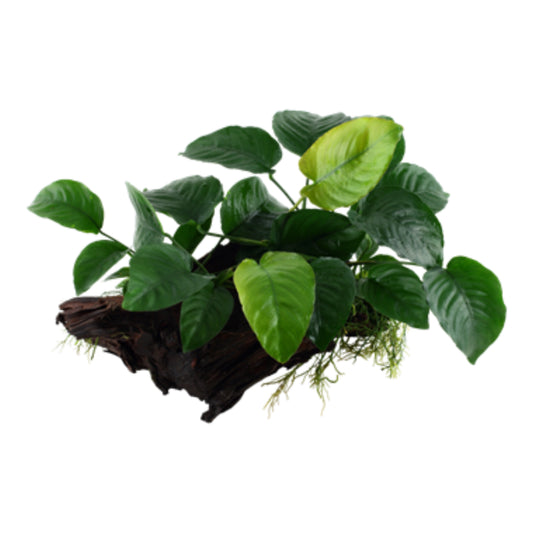 Anubias Wood Large (30/60cm)