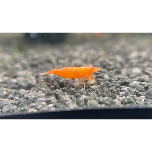 Neocaridina Davidi var. Orange Sakura SS