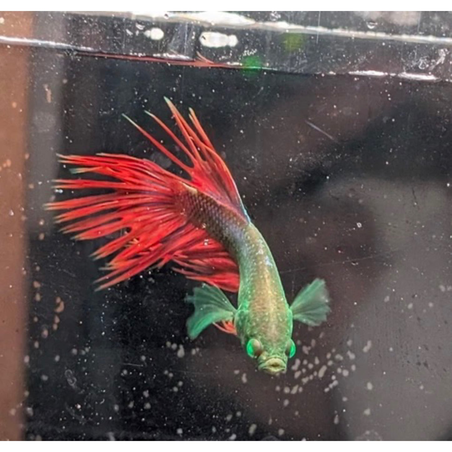 White Crowntail Betta