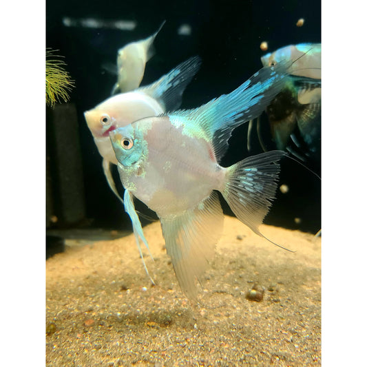 Pterophyllum scalare Paraiba Ghost