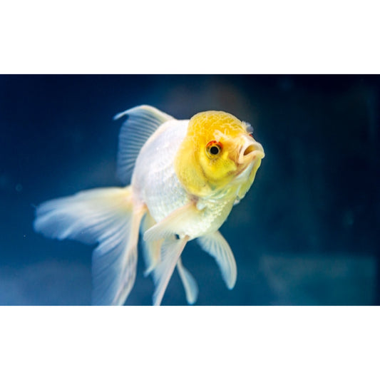 Carassius auratus yellow cap white oranda