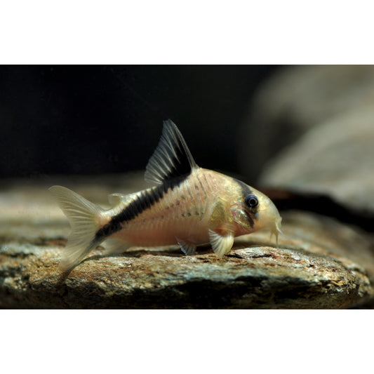 Corydoras melini