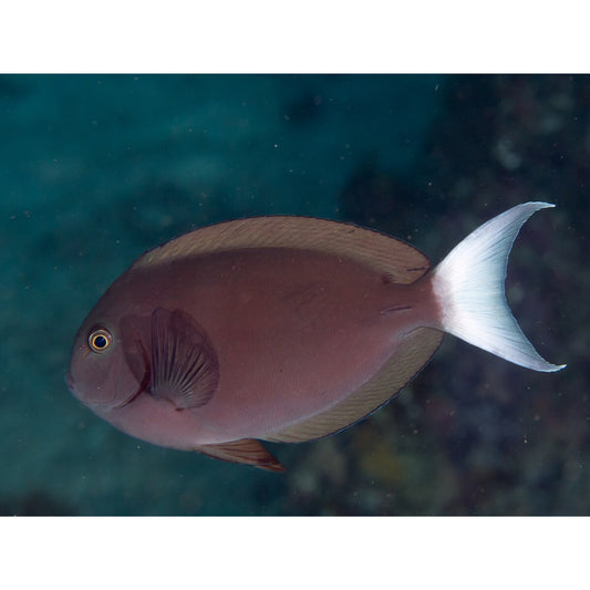 Acanthurus thompsoni