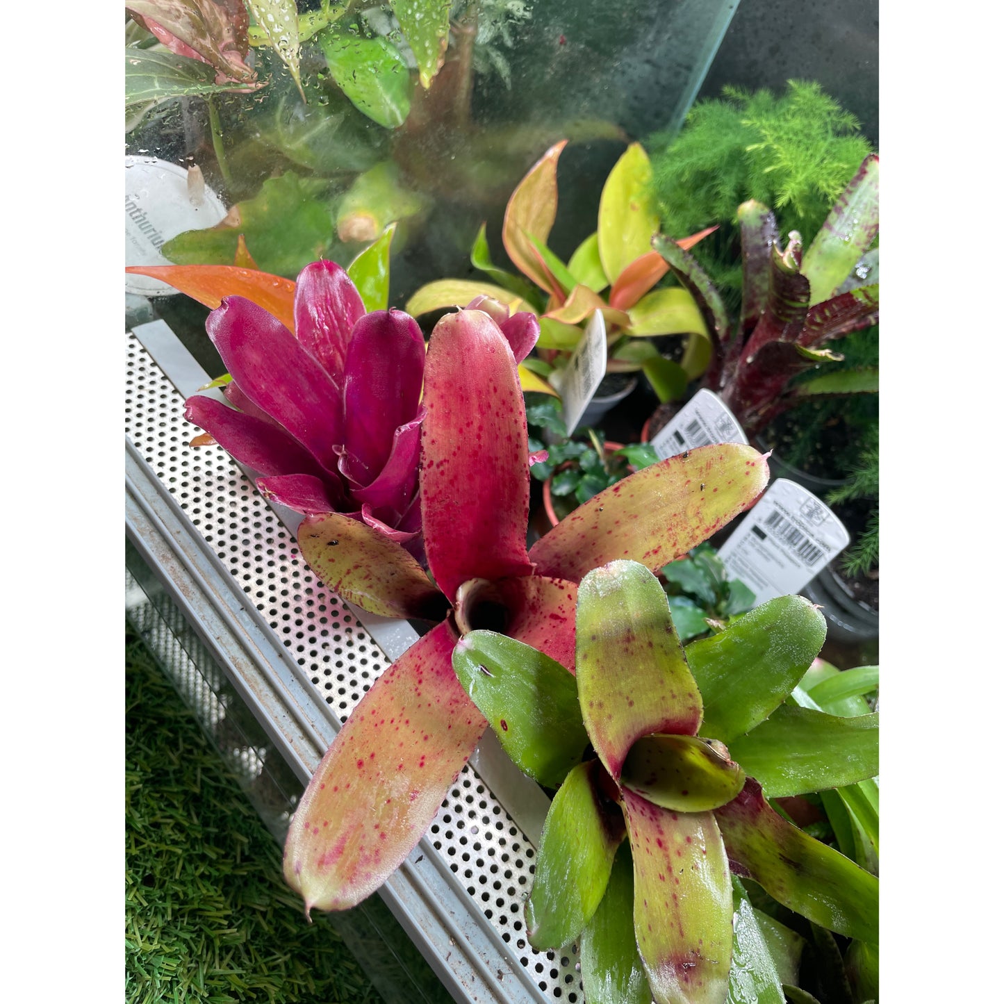 Neoregelia sp. Mix colour