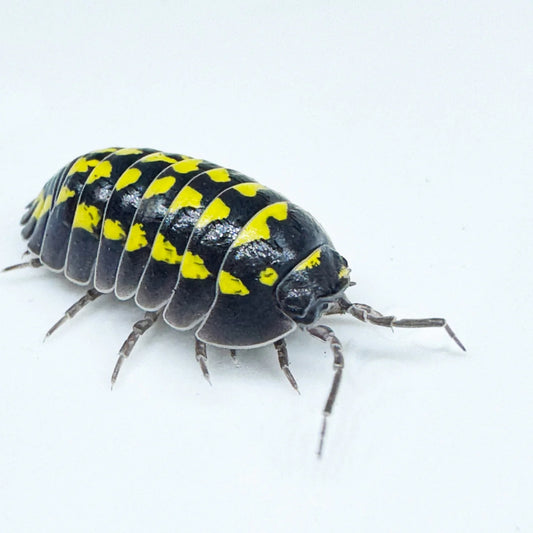 Armadillidium gestroi (15pz)