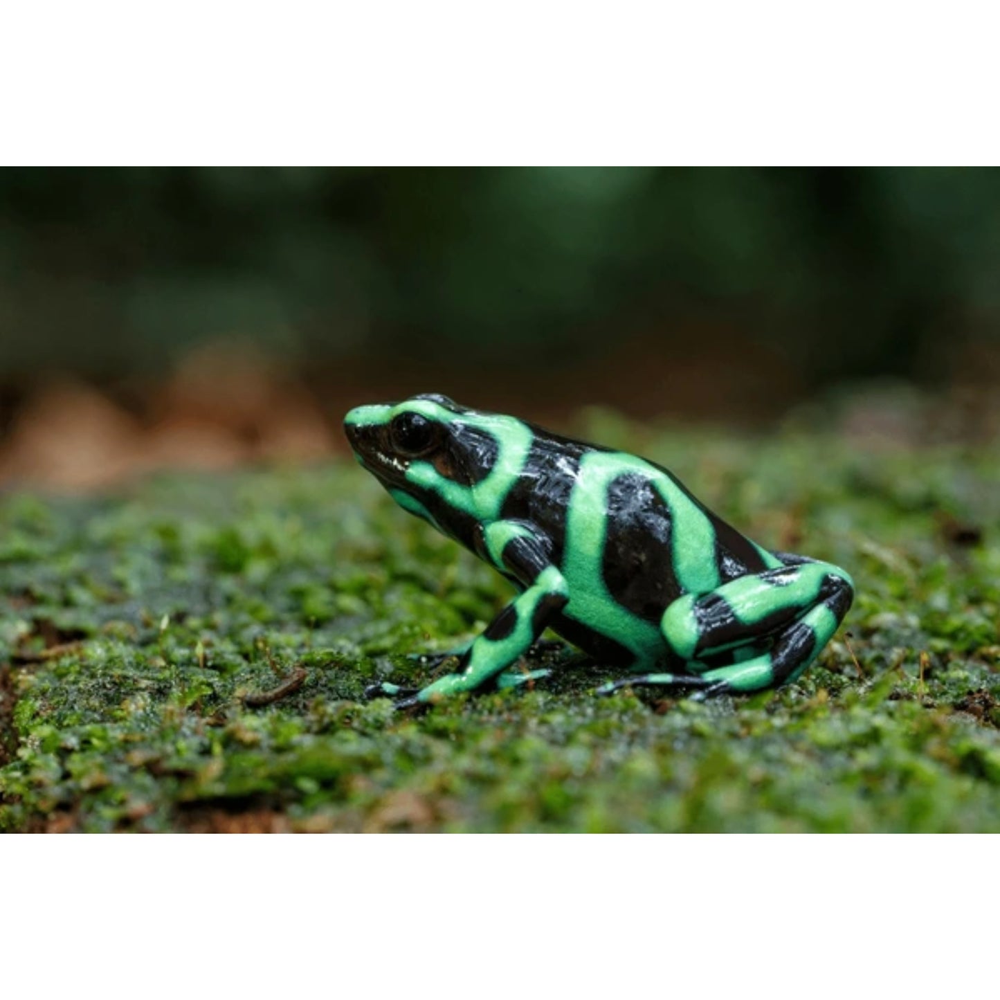 Dendrobates Auratus