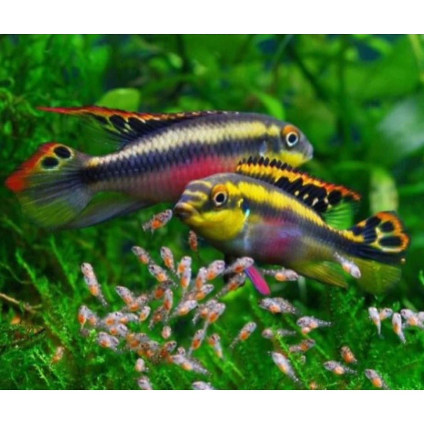 Pelvicachromis Pulcher