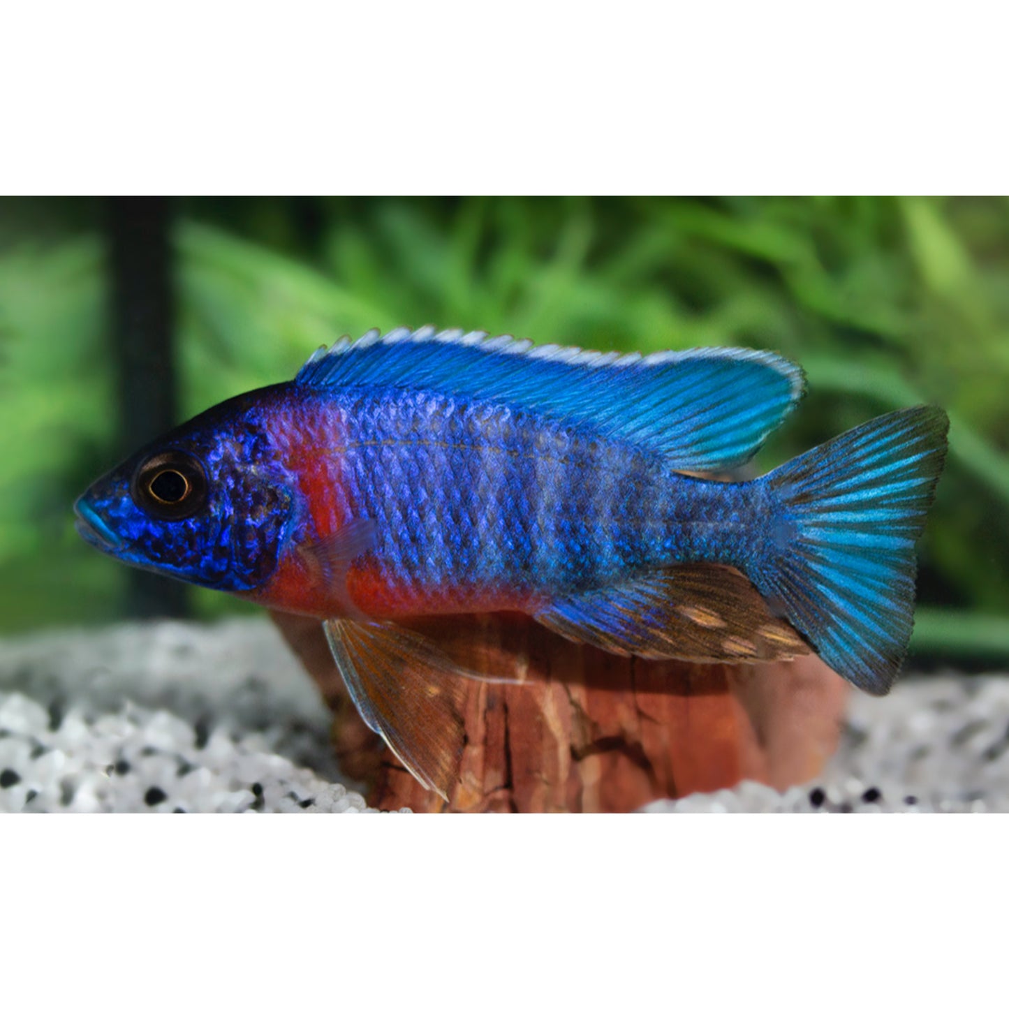 Aulonocara stuartlarge red flash