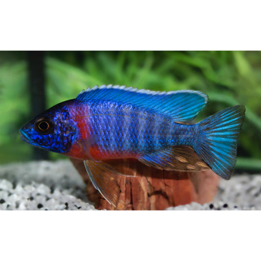 Aulonocara stuartgrandi red flash