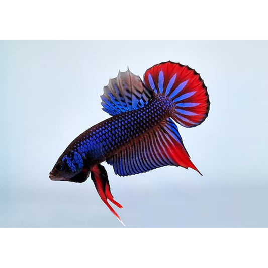 Betta imbellis red tail