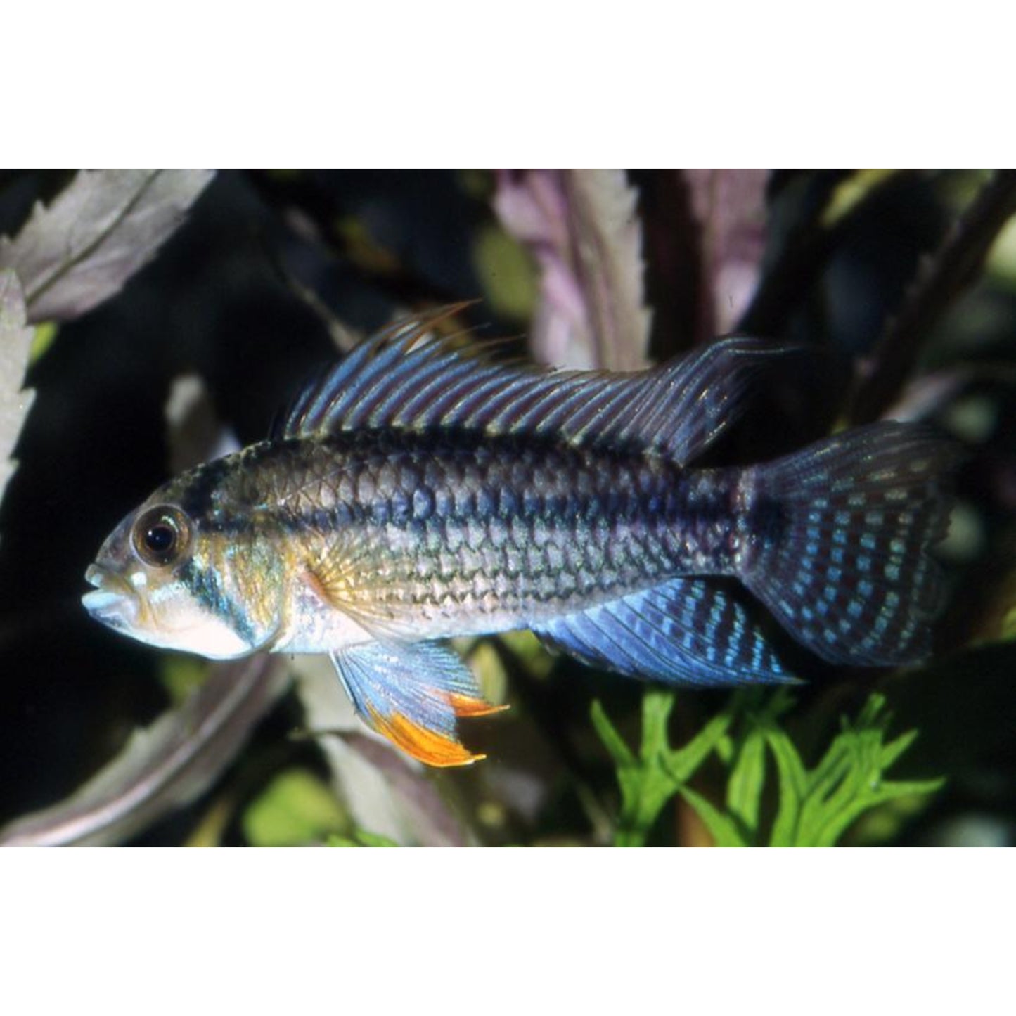 Apistogramma Jurensis