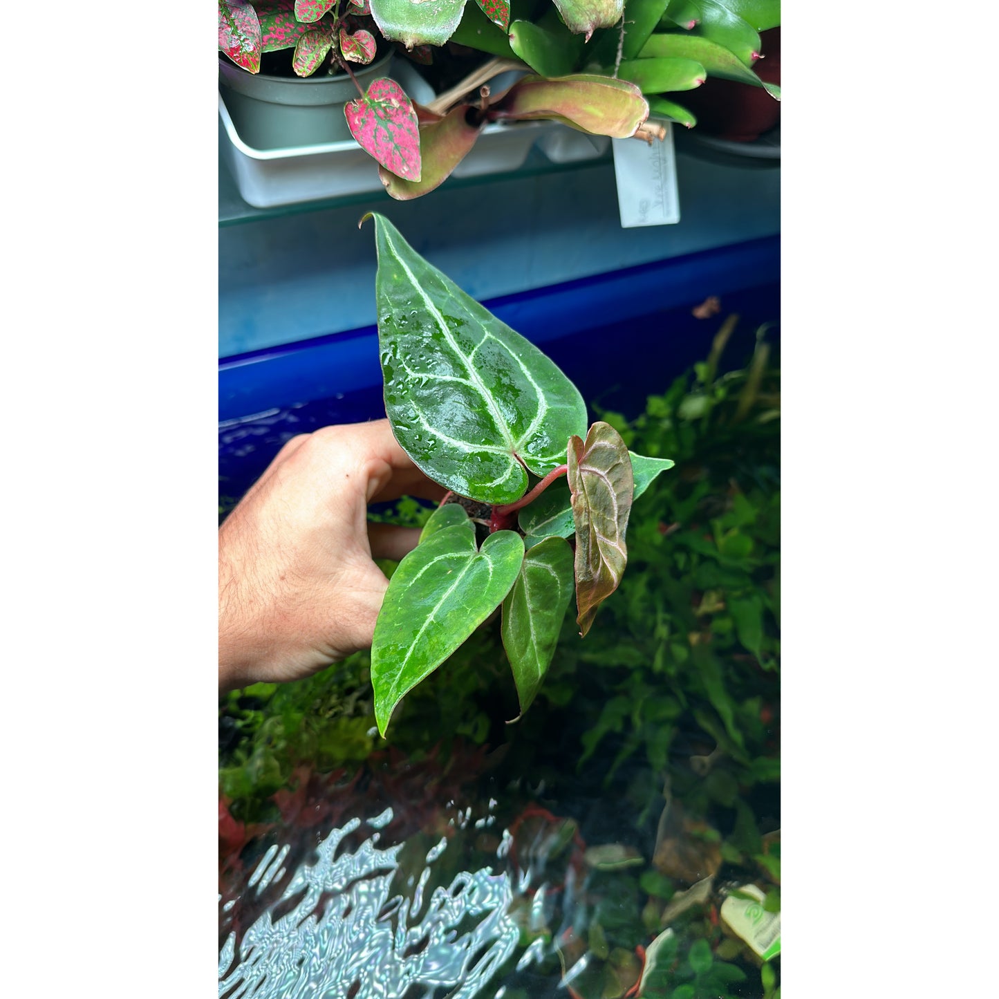 Anthurium crystallinum