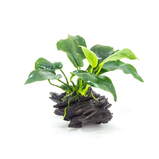 Anubias nana su legno S