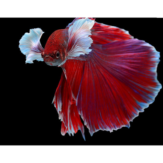 Betta splendens super delta dumbo mix