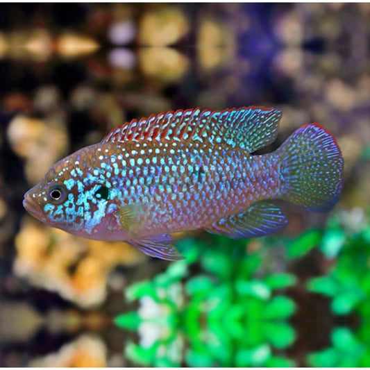 Hemichromis Lifalili Blue