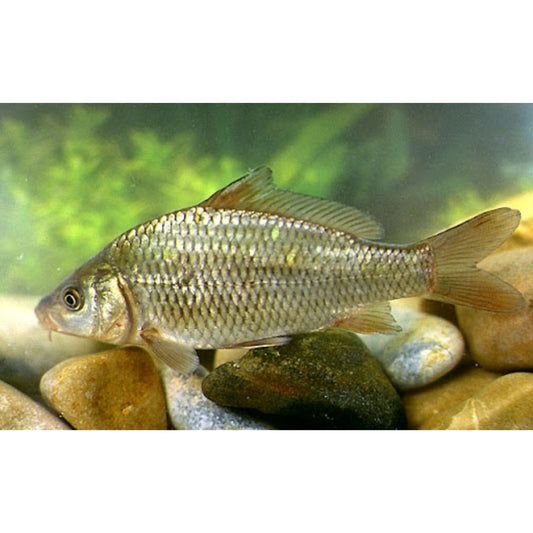 Cyprinus carpio, carpa comune