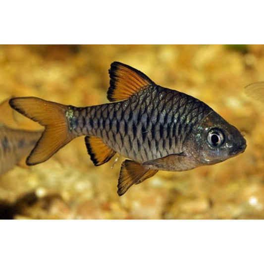 Barbus oligolepis