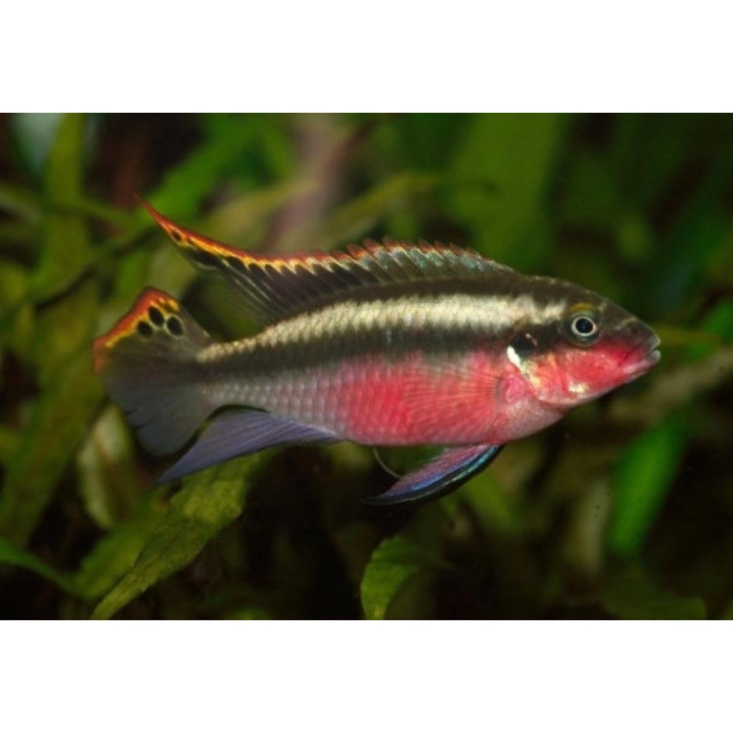 Pelvicachromis Pulcher SuperRed