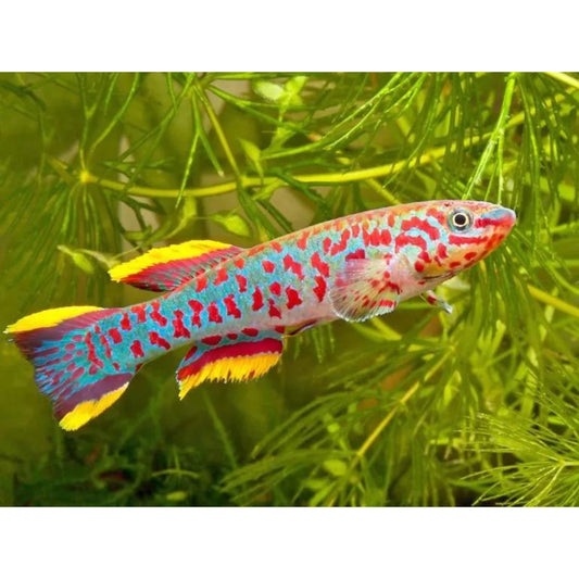 Aphyosemion gardneri KilliFish.