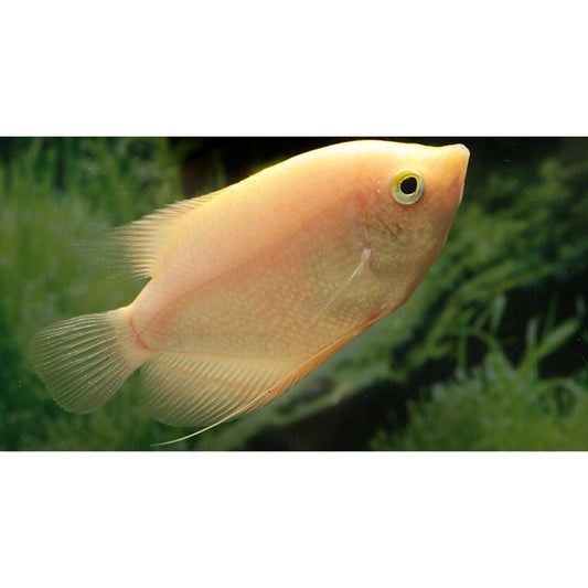 Osphronemus gourami Gold