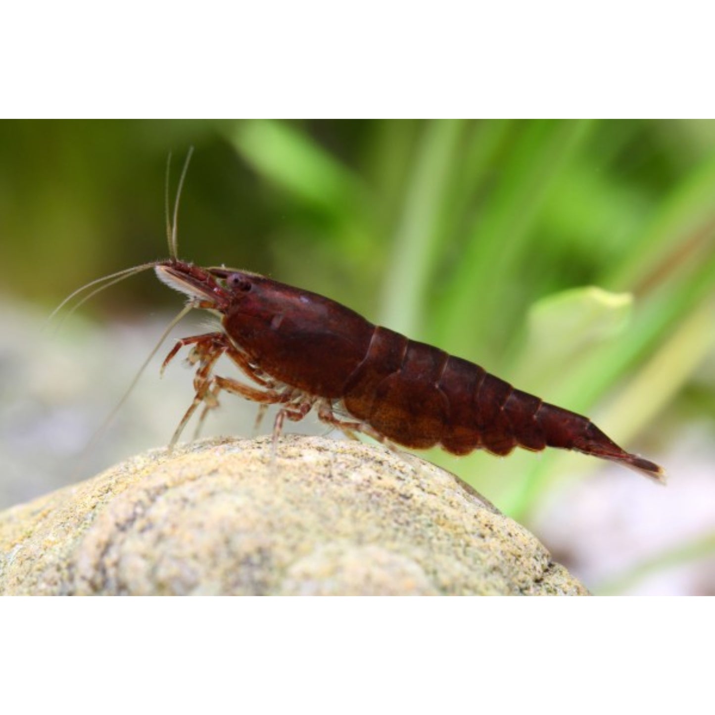 Neocaridina davidi “chocolate”