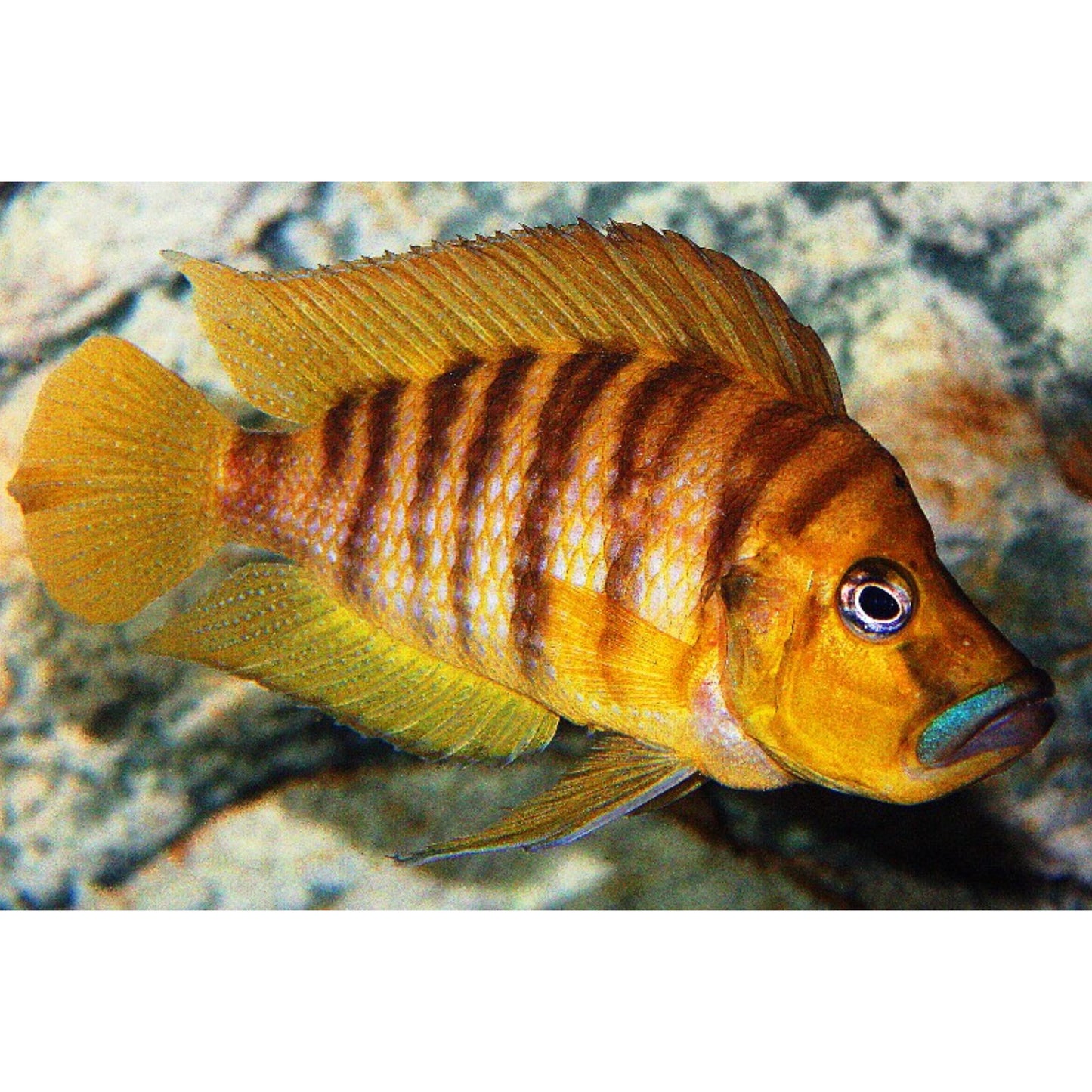 Altolamprologus Compressiceps gold