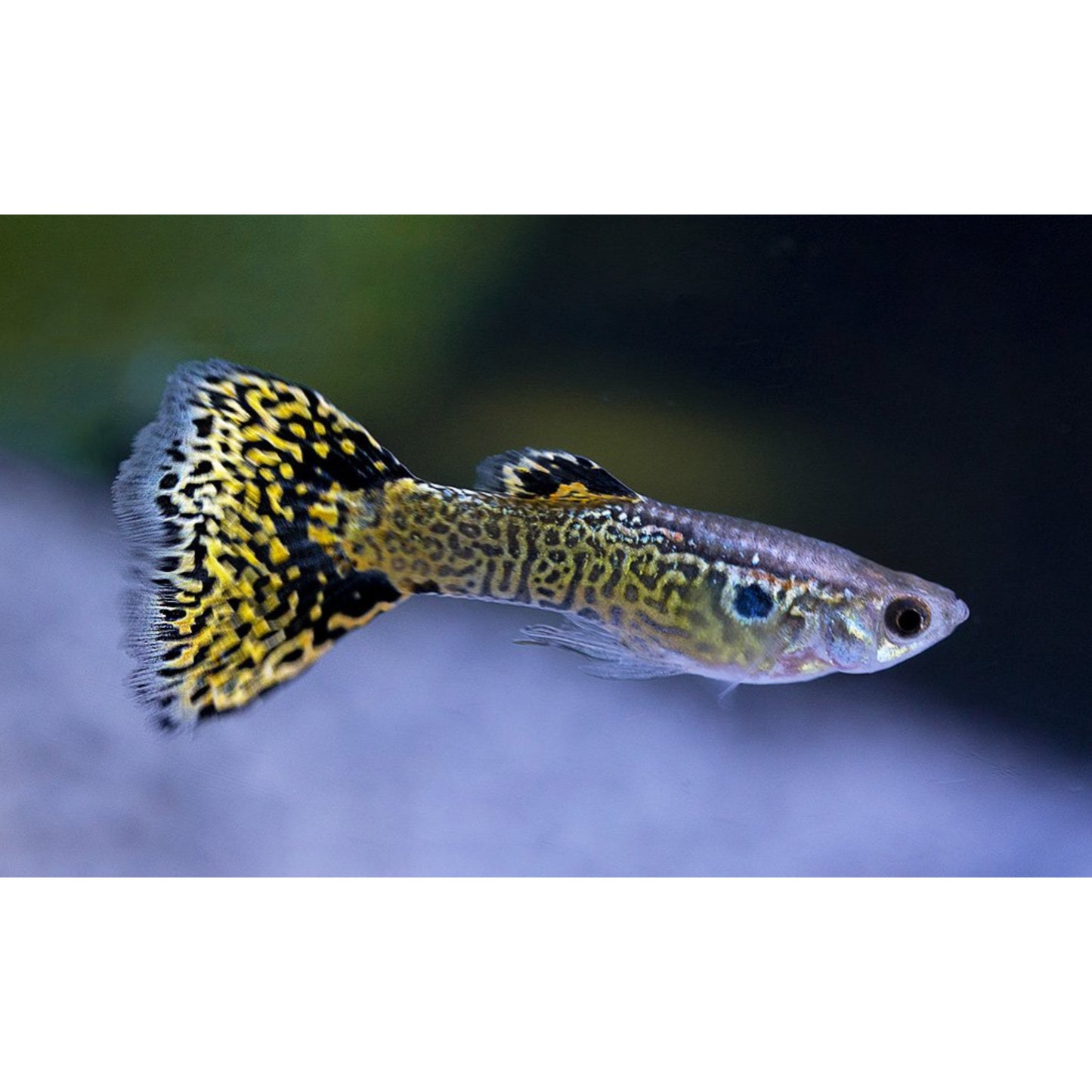 Poecilia reticulata (Guppy) Cobra Green