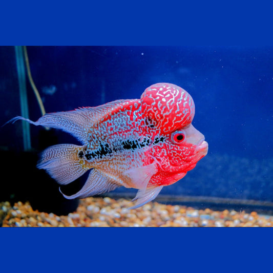 Cichlasoma Flowerhorn