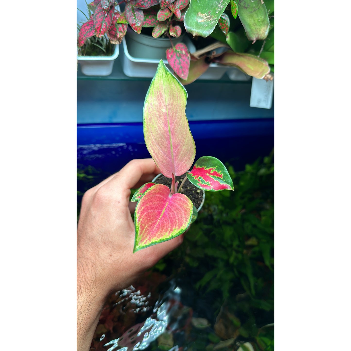 Aglaonema “pink princess”