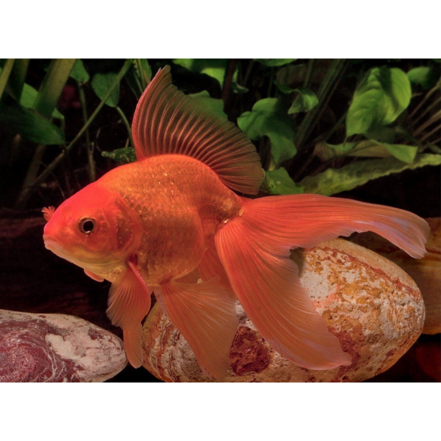 Carassius auratus red oranda