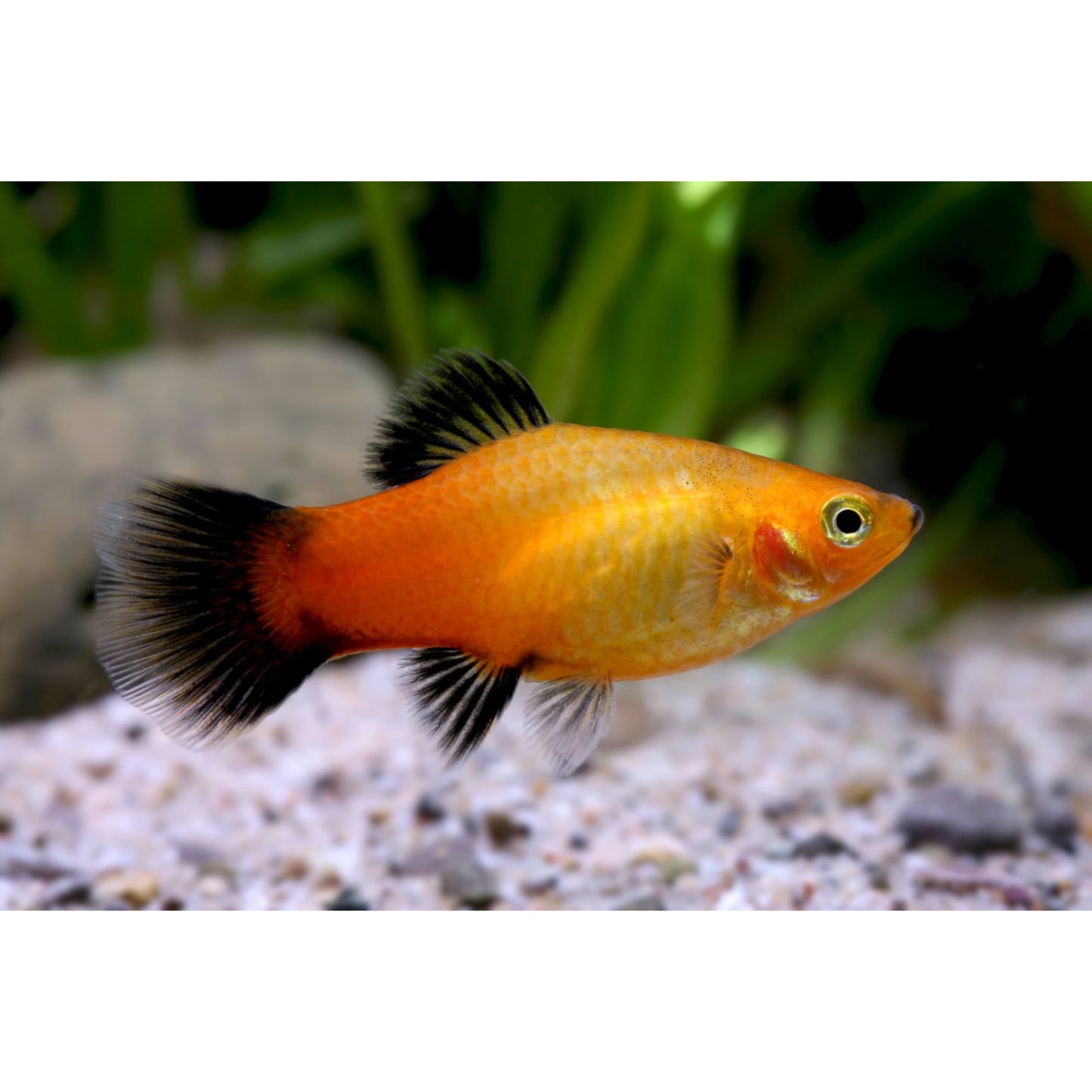 Xiphophorus maculatus (platy) “golden wg”