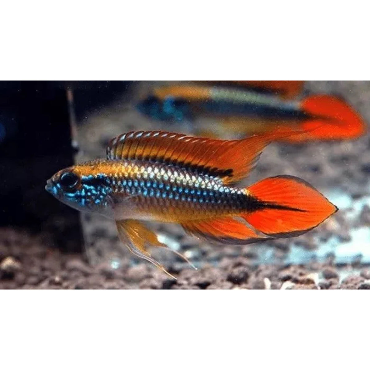 Apistogramma agassizi super red