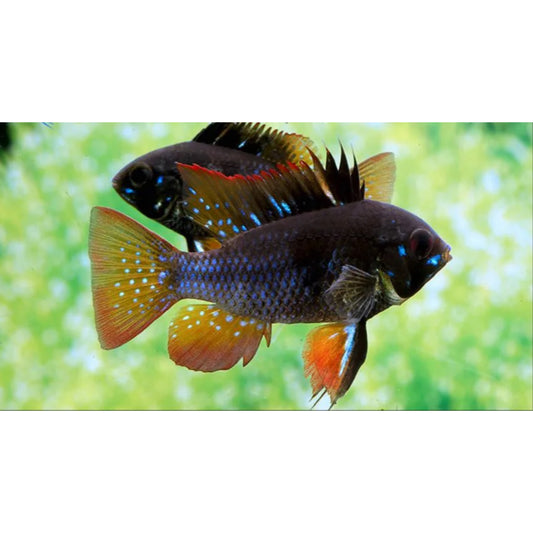 Mikrogeophagus Ramirezi Black per il Tuo Acquario | Animal Instinct Roma