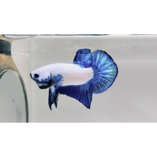 Betta plakat blue rim