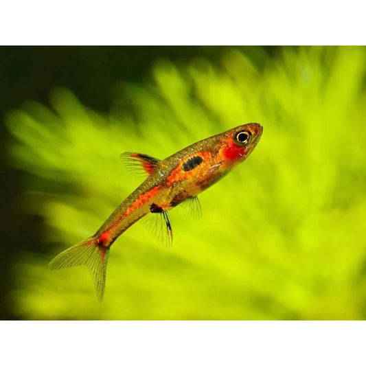 Rasbora merah