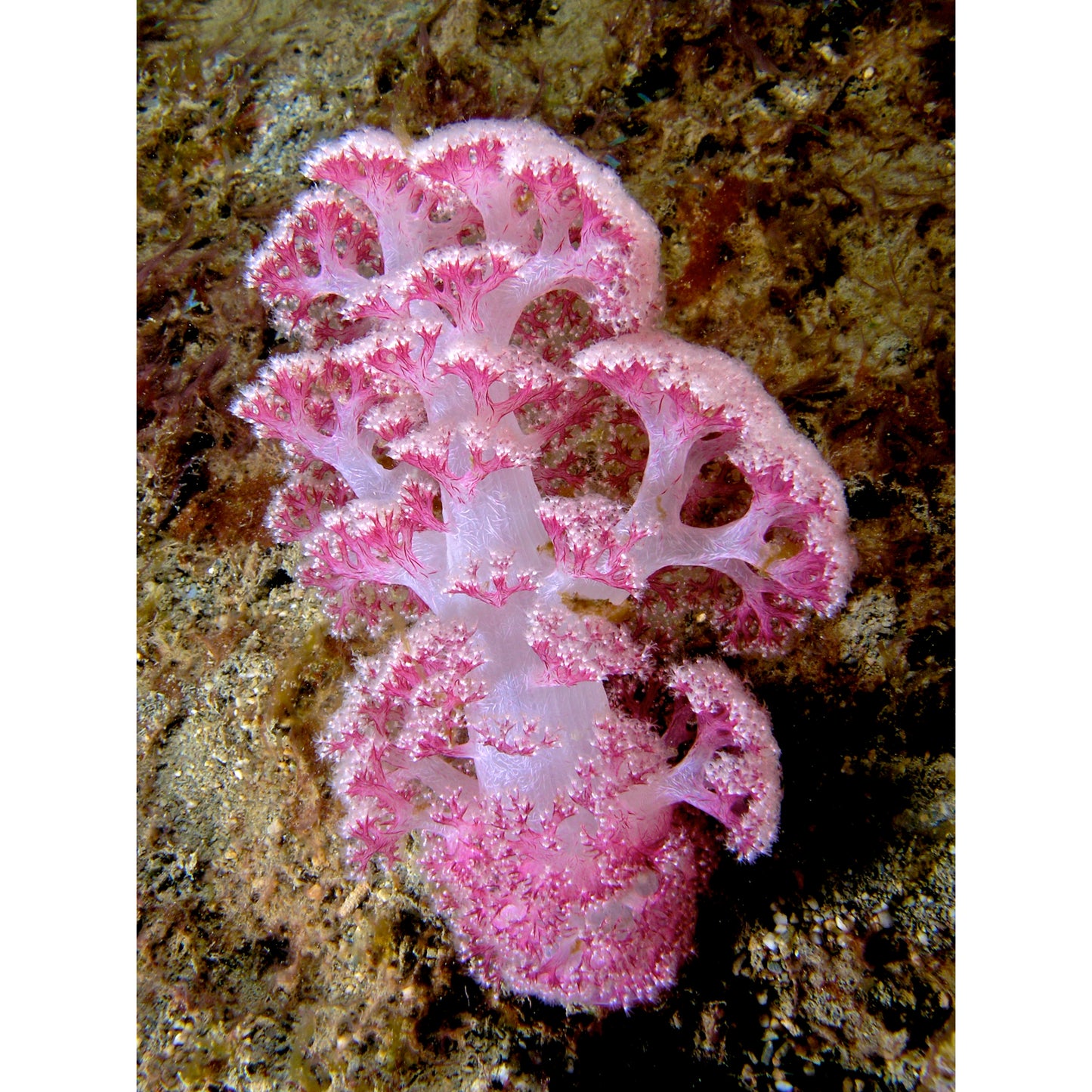 Dendronephthya sp.