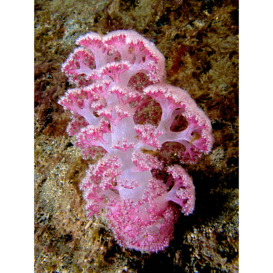 Dendronephthya sp.