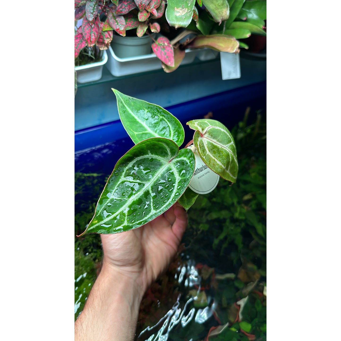 Anthurium crystallinum