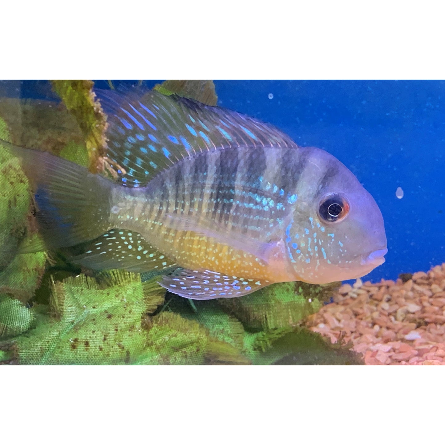 Gymnogeophagus Balzanii