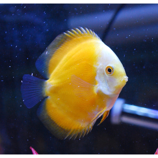 Symphysodon Discus Golden Melon