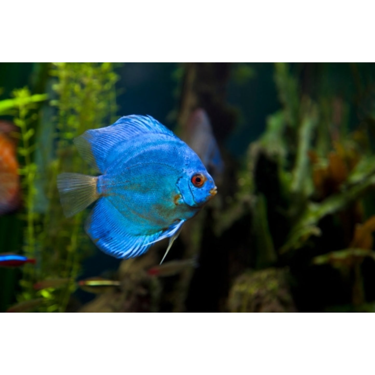 Symphysodon Discus Blue Diamant