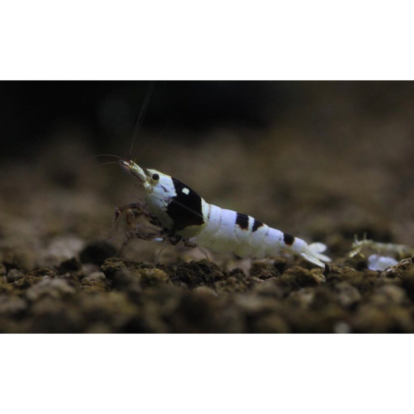 Caridina cf. Cantonensis Pure Black Line