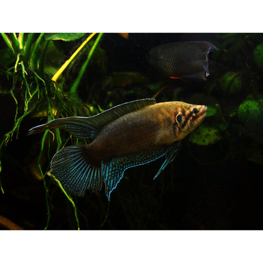 Macropodus ocellatus wild