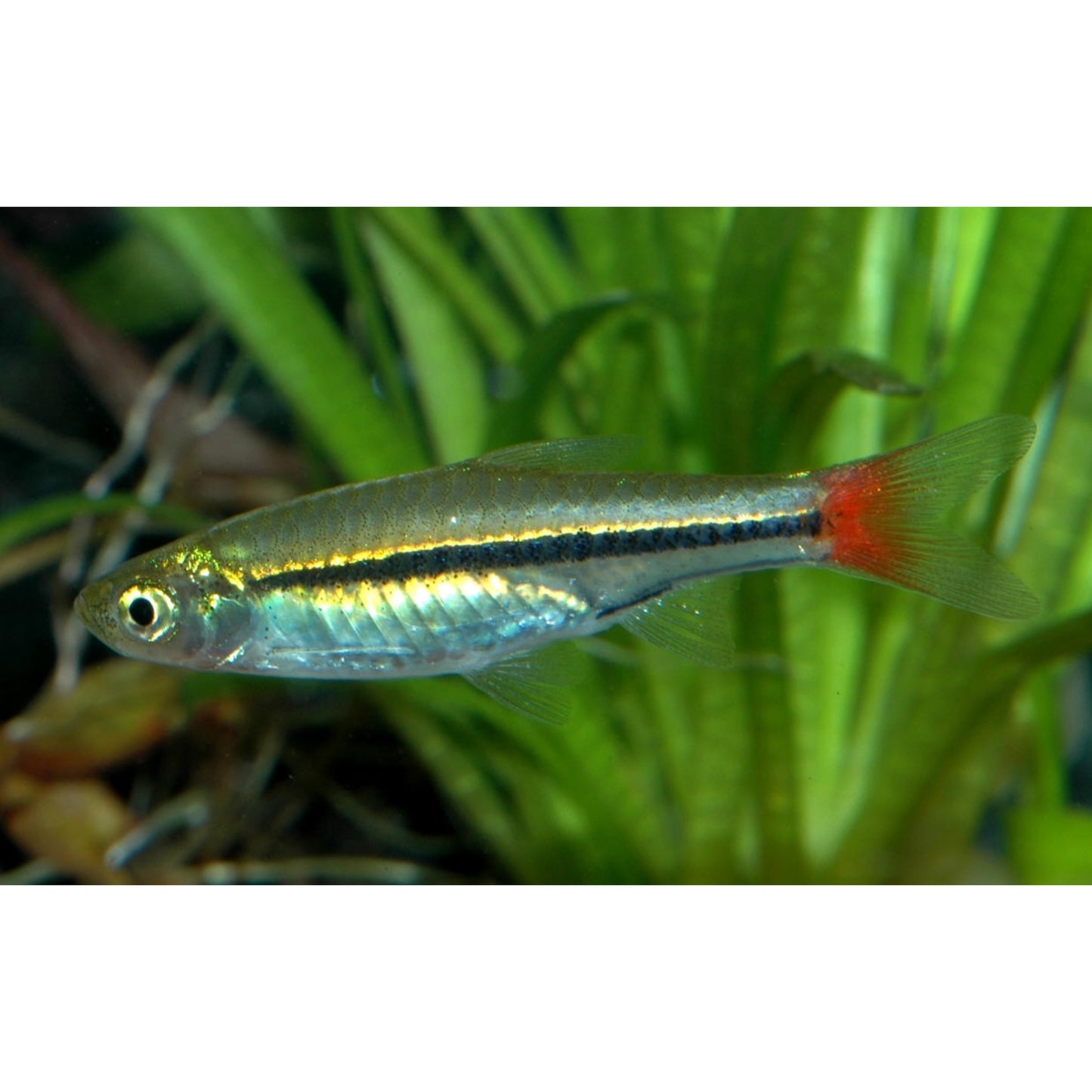 Rasbora borapetensis