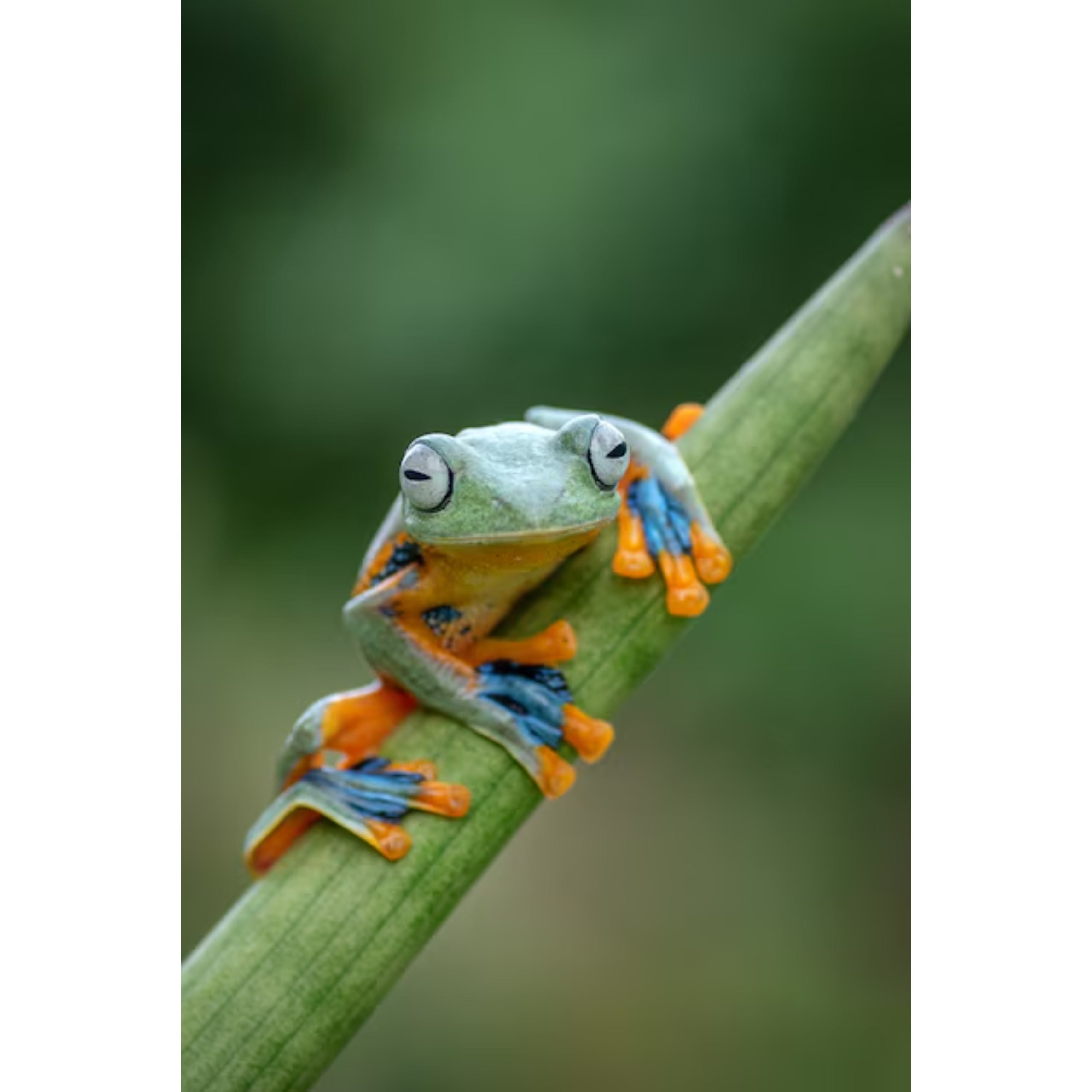 Bee Rana Racophorus reinwardtii: Guida alla Cur a e All evamento della Rana ...