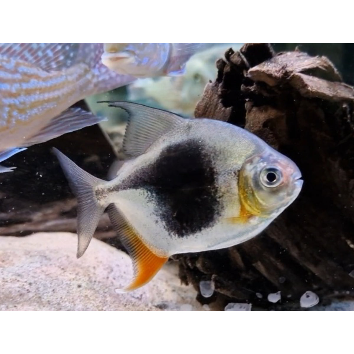 Poecilia reticulata (Guppy) female mix