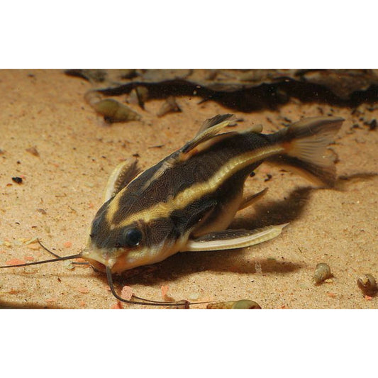 Platydoras costatus